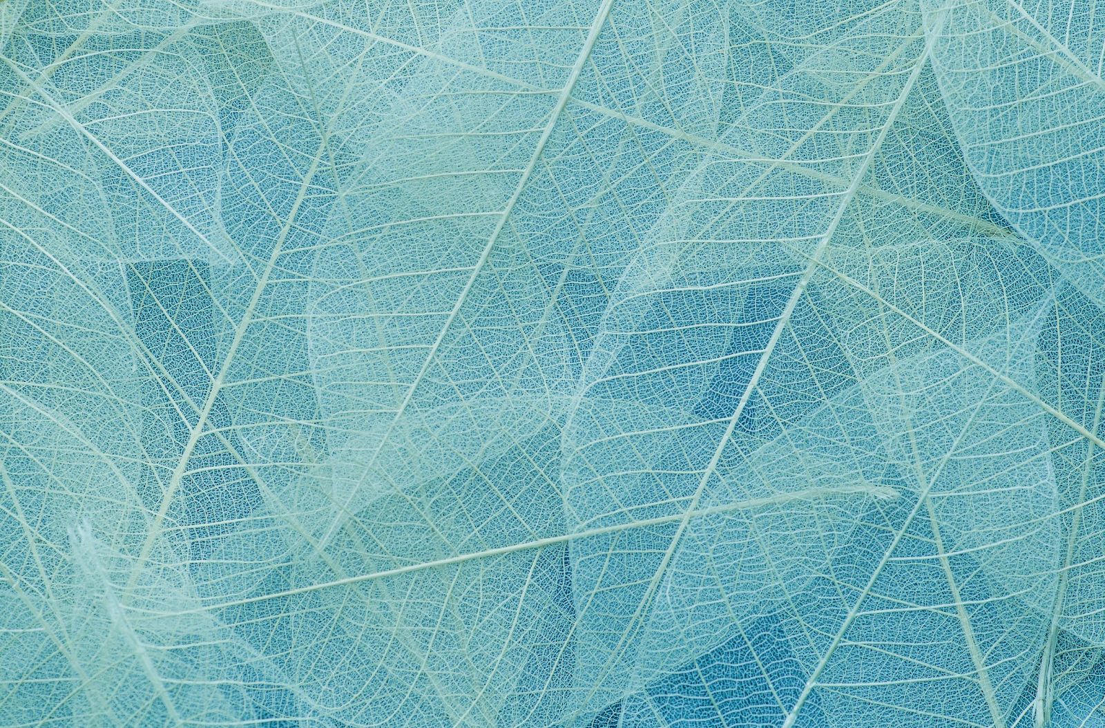 The image shows a close-up of semi-transparent leaves arranged in an overlapping pattern, with delicate vein structures visible.