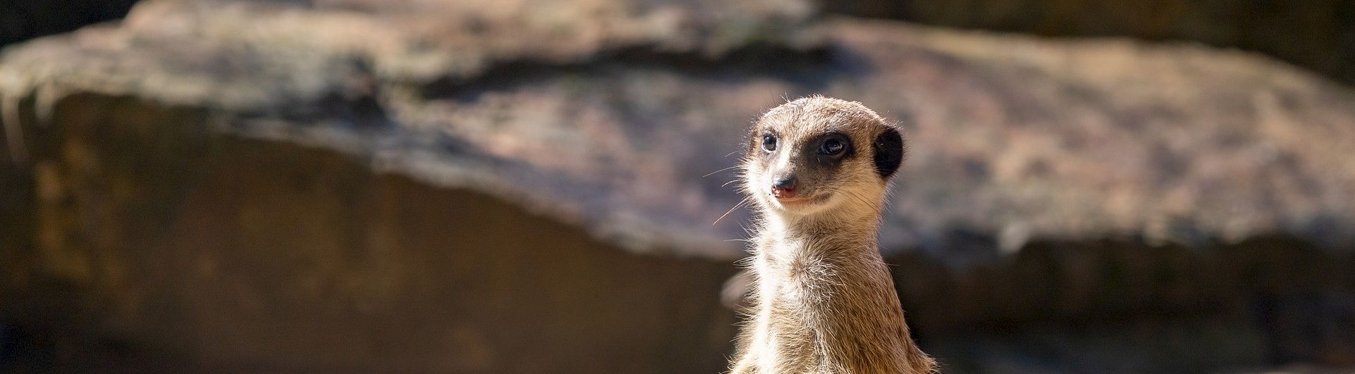 HOTEL PASEO, Autograph Collection