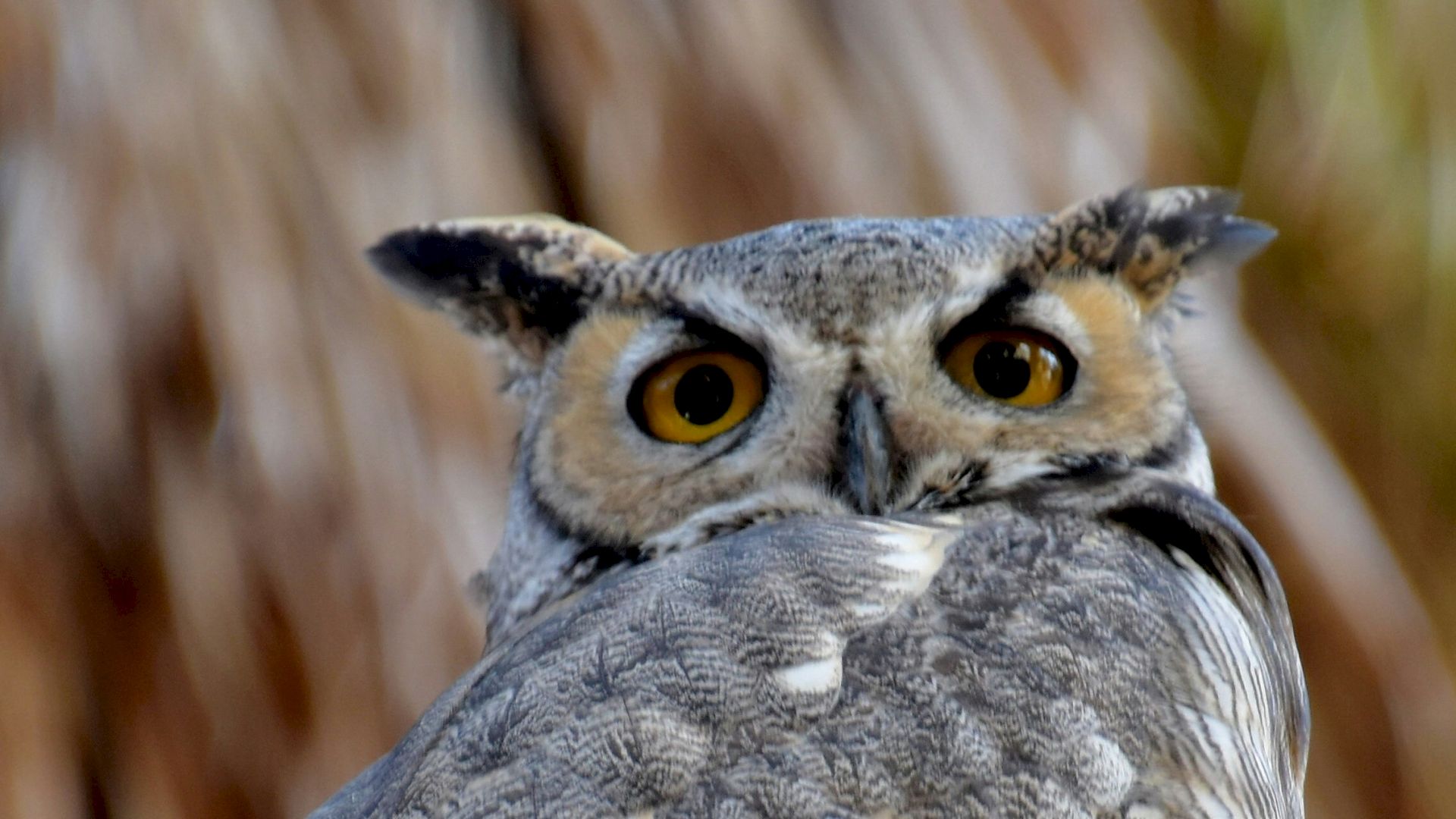 A close-up of an owl with big amber eyes perched against a wooden background, staring straight ahead.