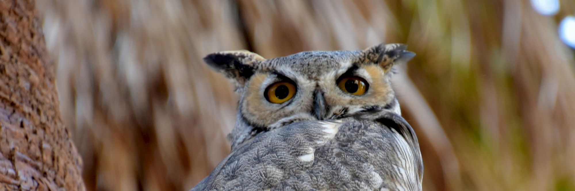 HOTEL PASEO, Autograph Collection